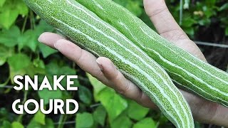 Growing Gourds Part 3 of 5  Snake Gourds [upl. by Cairistiona285]