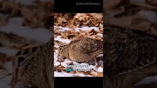 Why Woodcock Bird Dance facts shorts [upl. by Euqinehs]