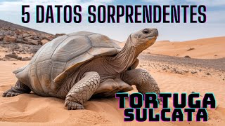 ¡5 Datos Sorprendentes sobre las Tortugas Sulcatas que Te Dejarán con la Boca Abierta vidasalvaje [upl. by Rebna]