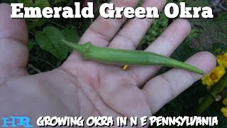 ⟹ EMERALD GREEN OKRA  Abelmoschus esculentus  How they grow in cooler climates [upl. by Enilada]