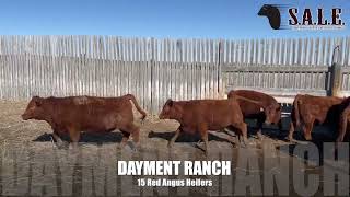 DAYMENT RANCH 15 RED ANGUS HEIFERS LITTLE ROYAL SALE MARCH 22 2024 [upl. by Nylirej]