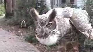 great horned owl hoot [upl. by Wendie]