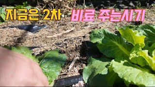 김장배추가 이만 하면 2차 비료를 주는 시기입니다 그럼 어떤 비료를 줄까요땅콩 수확 시기는고구마도 캐야겠습니다 [upl. by Nauqes392]