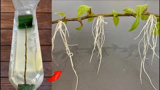 After 48 hours Bougainvillea branch grows 200 roots with just water [upl. by Yeblehs315]