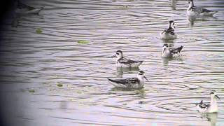 Rednecked Phalaropes spinning [upl. by Anaj]