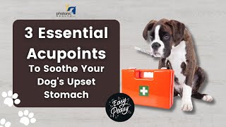 3 Essential Acupoints to Soothe Your Dogs Upset Stomach – Quick and Easy [upl. by Enelav]