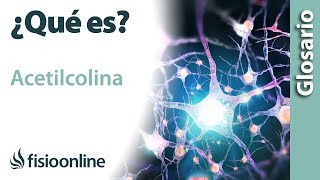 ACETILCOLINA  Qué es cuál es su función dónde se encuentran e importancia para el cuerpo [upl. by Arul326]