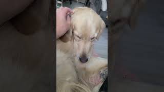 nothing better than sleepy golden kisses ❤️ love goldenretriever [upl. by Kapor]