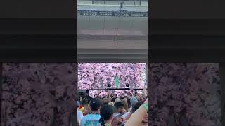 ROSALÍA LIVE LOLLAPALOOZA 2019 CHICAGO MALAMENTE [upl. by Yntirb584]