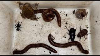 One Bullfrog and Red Giant Millipedes Found in the Wet Colony Gateway Look at they Attractive [upl. by Vena650]