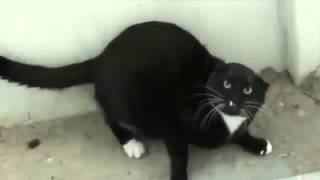 ☛Recopilacion de gatos furiosos 【Debes De Verlo】 [upl. by Teevens]