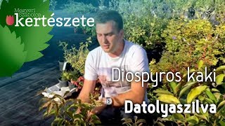 Datolyaszilva  Diospyros kaki Kákó Persimon Kakiszilva [upl. by Minoru]