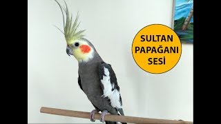 Sultan Papağanı Sesi [upl. by Dianuj]