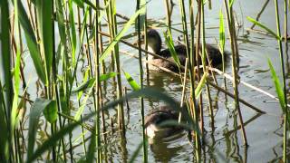 Natuur in eigen land  geluid meerkoet [upl. by Ronoh830]