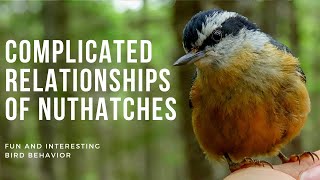 Surprisingly Complicated Relationships of Nuthatches  Fun and Interesting Nuthatch Behavior [upl. by Orly475]