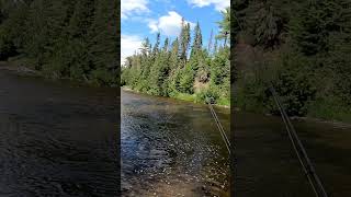 Right fly fishing speckledtroutfishing FishingOnly [upl. by Goulet133]