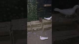 My new Pigeon Ramm poripejan￼ [upl. by Ybocaj]