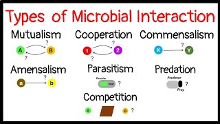 Microbial InteractionMutualismCooperationCommensalismAmensalismParasitismPredationCompetition [upl. by Tiat]