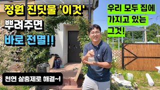 정원 진딧물 이것 뿌려주면 바로 전멸ㅣ우리 모두 집에 가지고 있는 천연살충제로 해결 천연살충제진딧물정원관리텃밭시골귀농귀촌전원주택전원생활시골부부귀촌부부 [upl. by Karole]