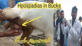 Hypospadias in bucks bakron mn pishab ki thaili ka banna Dr M Asif [upl. by Eidroj380]