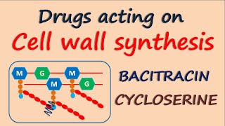 Drugs acting on Cell wall synthesis [upl. by Ellemac]