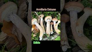 Armillaria Ostoyae  Опёнок Тёмный Edible  съедобен fungi mushroom 2024 foraging nature [upl. by Cristionna407]