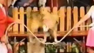 Bob Moores Amazing Mongrels Dog Show Part 6 [upl. by Ahsatsana]