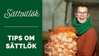 Vitlök  tips om sättlök [upl. by Eelek]