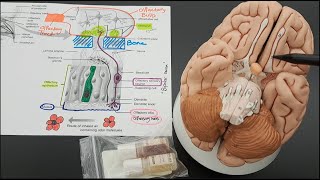 Olfaction  Olfactory Epithelium Anatomy [upl. by Carmine995]