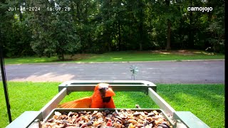 Titmouse hungry Chickadee and Cardinal landing for late afternoon snack  28 Jul 2024  Irmo SC [upl. by Nauqram]