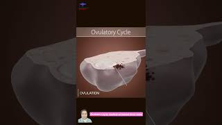 Ovulatory cycle medical animated short video shorts [upl. by Nala335]