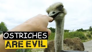 Ostriches Are Evil  Ostriches Attacking Humans Compilation 😱😱😱 [upl. by Dnalerb]