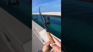 Florida Keys  Long Key Bridge Mutton Snapper Fishing shorts fishing muttonsnapper floridakeys [upl. by Acsecnarf]