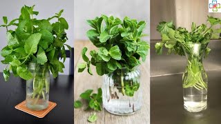 12 Herbs You Can Grow in Big Wine Glasses and Mason Jars [upl. by Dorrie]