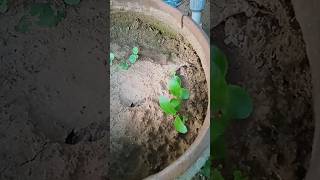 Vegetative propagation of Bryophyllum from its leaves shortsyoutube shorts [upl. by Younglove]