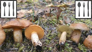 Porównanie Maślak trydencki Suillus tridentinus vs Maślak sitarz Suillus bovinus [upl. by Willey799]