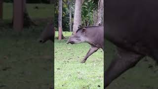 So excited to see this Tapir in the wild at Kabalebo Nature Resort [upl. by Anirda]