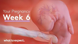 What to expect in your First Trimester of pregnancy  Pregnancy WeekbyWeek [upl. by Ezequiel]