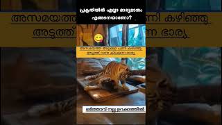 Salih Thacher  Ella jeevikalum orupole 😅 Plz subscribe channel to watch more videos 🌹 [upl. by Greggs]