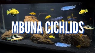 Our Top 10 Favorite Mbuna Cichlids [upl. by Jephum]