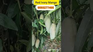 Red Ivory Mango mango mangofarmers mangofarming Are you want this Plant to connect  9593277495 [upl. by Madonna]