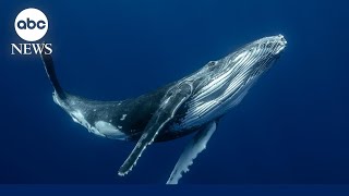 How baleen whales can sing and communicate with one another [upl. by Einitsed]