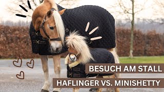 HAFLINGER VS MINISHETTY  VLOG AM STALL MIT mystarwave ⭐️🦄 [upl. by Monie382]