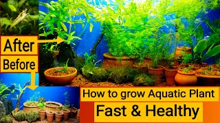 How to Grow Aquatic Plants in Aquarium  New Aquarium plant setup  Aquascaping tips  Shrimp Tank [upl. by Flagler]