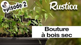 Bouturer à bois sec des arbustes à fleurs 2 le résultat en fin dété [upl. by Moazami]