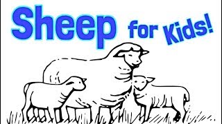 Sheep for Kids [upl. by Safire]