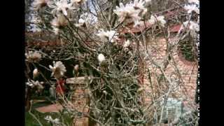 Magnolias Blooming Time Lapse [upl. by Ahtrim]