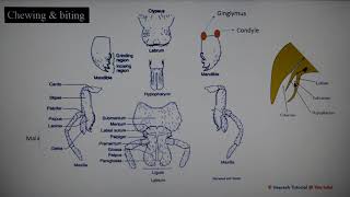 Lecture 2 Insect Mouth parts [upl. by Dazraf]