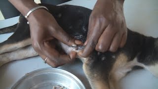 Remove mango worms in dog Couldnt Finish Shooting Video worms EP 4 [upl. by Sykes]