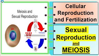 Science 7Meiosis and Sexual Reproduction [upl. by Rodenhouse]